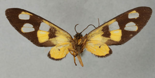 /filer/webapps/moths/media/images/A/anastasia_Naclia_HT_NHMUKb.jpg