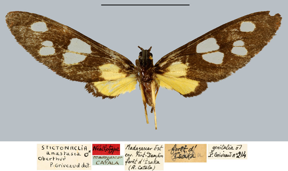 /filer/webapps/moths/media/images/A/anastasia_Stictonaclia_NAT_MNHN.jpg