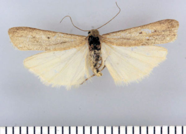 /filer/webapps/moths/media/images/A/anceps_Entephrilema_HT_TMSA.jpg