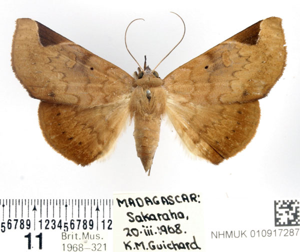 /filer/webapps/moths/media/images/A/anceps_Mecodinops_AF_BMNH.jpg