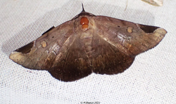/filer/webapps/moths/media/images/A/anceps_Mecodinops_AF_Bippus.jpg