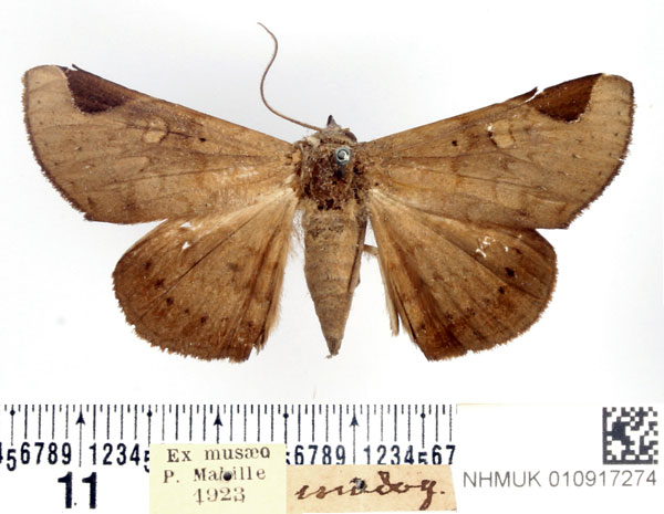 /filer/webapps/moths/media/images/A/anceps_Mecodinops_AM_BMNH.jpg