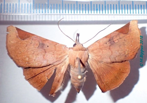/filer/webapps/moths/media/images/A/anceps_Mecodinops_AM_Bippus.jpg