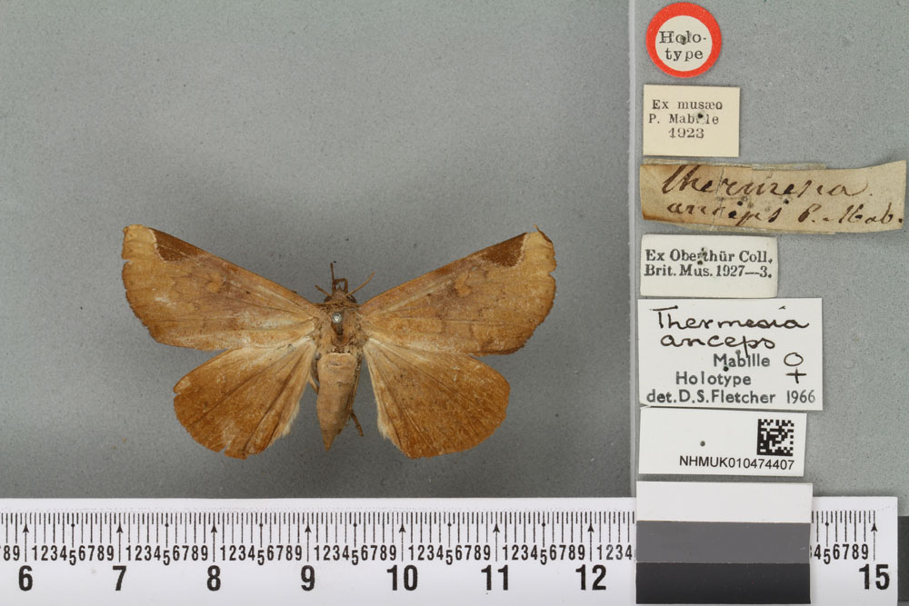 /filer/webapps/moths/media/images/A/anceps_Thermesia_HT_BMNHa.jpg