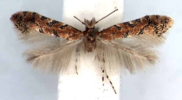 /filer/webapps/moths/media/images/A/anchistea_Phyllonorycter_AM_RMCA.jpg