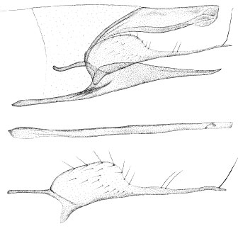 /filer/webapps/moths/media/images/A/anchistea_Phyllonorycter_GM_DePrins.jpg