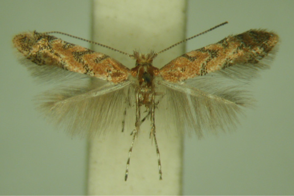 /filer/webapps/moths/media/images/A/anchistea_Phyllonorycter_HT.jpg