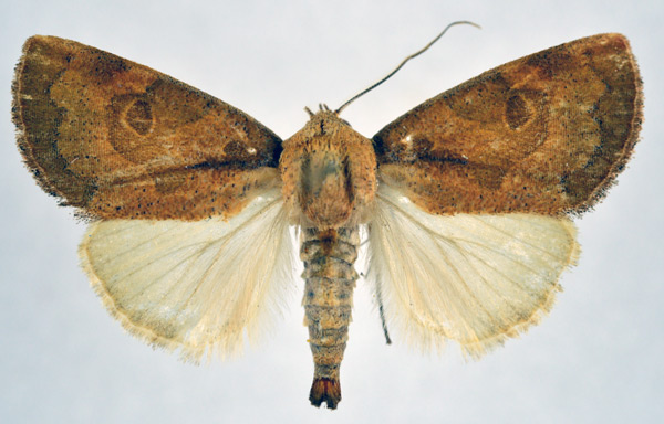 /filer/webapps/moths/media/images/A/anchorita_Westermannia_AM_NHMO.jpg