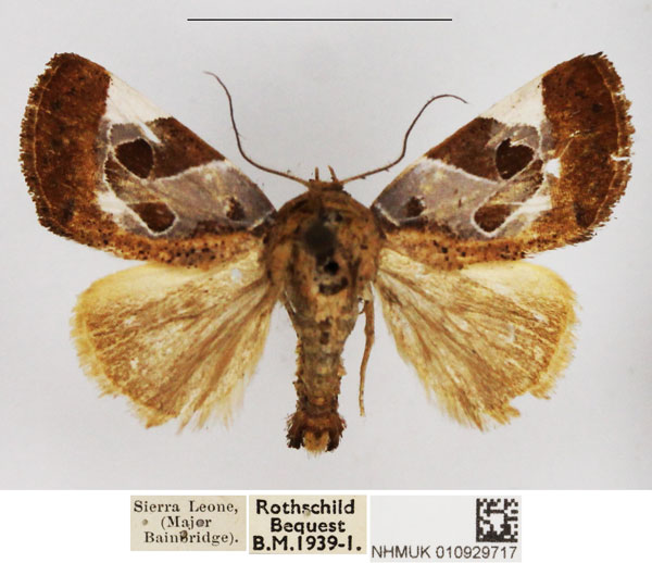 /filer/webapps/moths/media/images/A/anchorita_Westermannia_AM_NHMUK.jpg