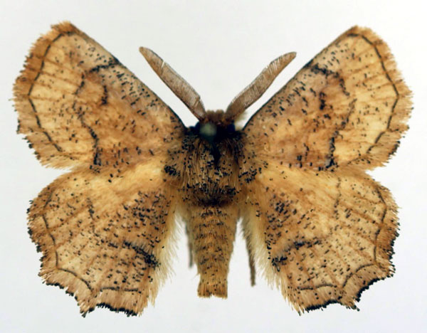 /filer/webapps/moths/media/images/A/ancilis_Ectropa_AM_Basquin.jpg