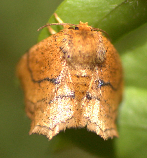 /filer/webapps/moths/media/images/A/ancilis_Ectropa_A_Heyns_01.jpg