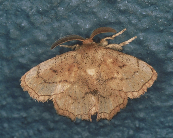 /filer/webapps/moths/media/images/A/ancilis_Ectropa_A_Roland_02.jpg