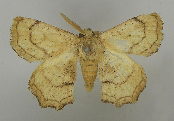/filer/webapps/moths/media/images/A/ancilis_Ectropa_HT_SNHM.jpg