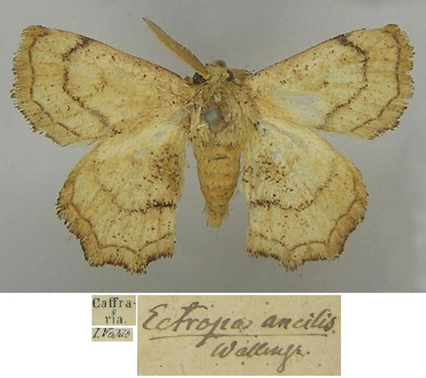 /filer/webapps/moths/media/images/A/ancilis_Ectropa_HT_SNHM_U1xPE5d.jpg