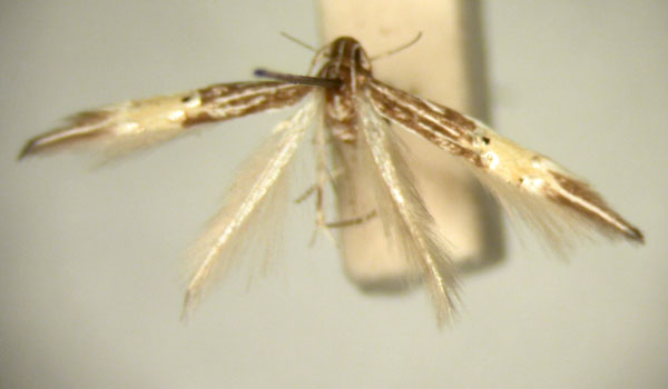 /filer/webapps/moths/media/images/A/ancistraea_Cosmopterix_HT874_TMSA_01.jpg