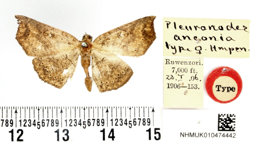 /filer/webapps/moths/media/images/A/anconia_Pleuronodes_HT_BMNH.jpg