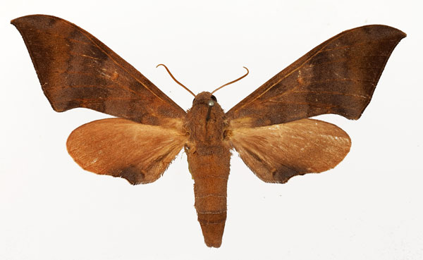 /filer/webapps/moths/media/images/A/ancylus_Neopolyptychus_AF_Basquin.jpg
