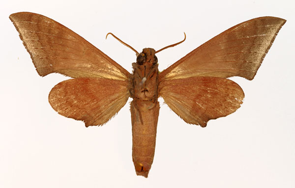 /filer/webapps/moths/media/images/A/ancylus_Neopolyptychus_AM_Basquin_02.jpg