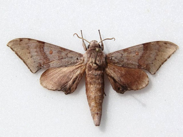 /filer/webapps/moths/media/images/A/ancylus_Neopolyptychus_A_Goff_01.jpg