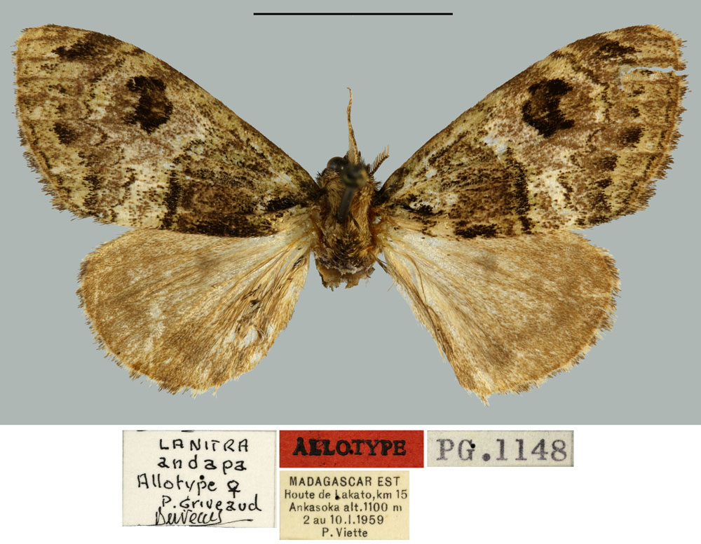 /filer/webapps/moths/media/images/A/andapa_Lanitra_AT_MNHN.jpg