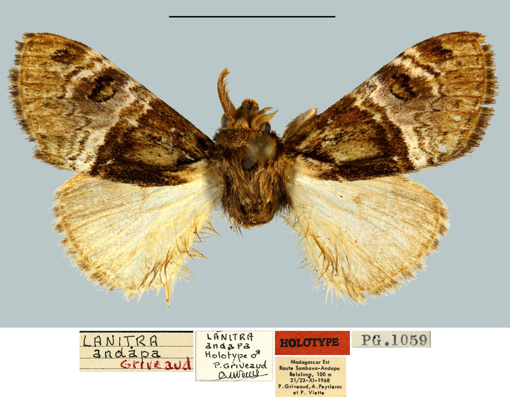 /filer/webapps/moths/media/images/A/andapa_Lanitra_HT_MNHN.jpg