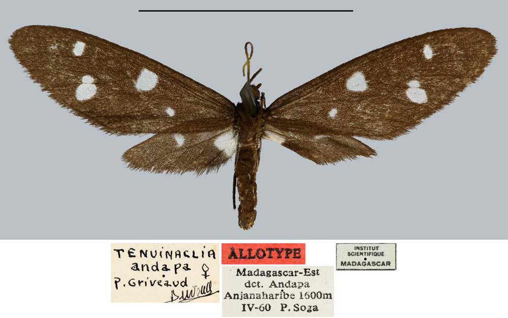 /filer/webapps/moths/media/images/A/andapa_Tenuinaclia_AT_MNHN.jpg