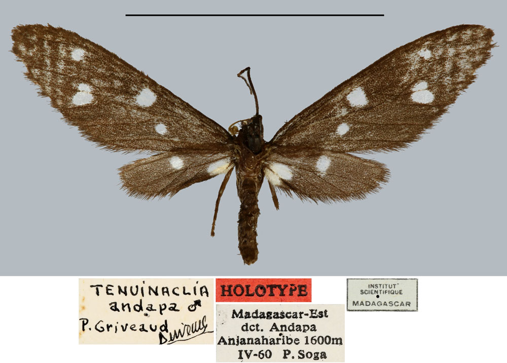 /filer/webapps/moths/media/images/A/andapa_Tenuinaclia_HT_MNHN.jpg