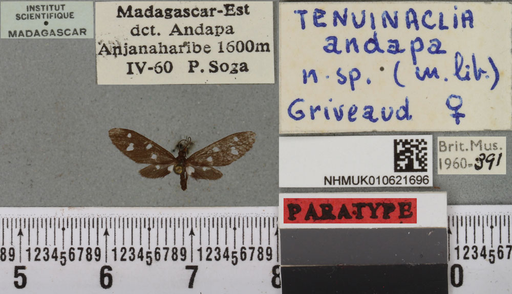 /filer/webapps/moths/media/images/A/andapa_Tenuinaclia_PTF_BMNHa.jpg