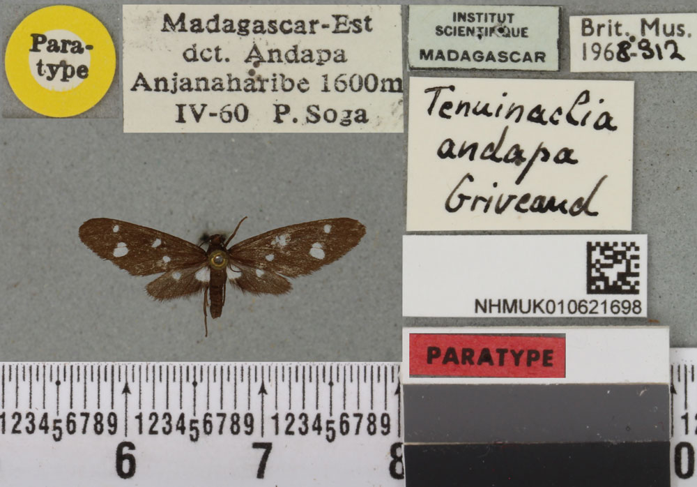 /filer/webapps/moths/media/images/A/andapa_Tenuinaclia_PTM_BMNH_01a.jpg