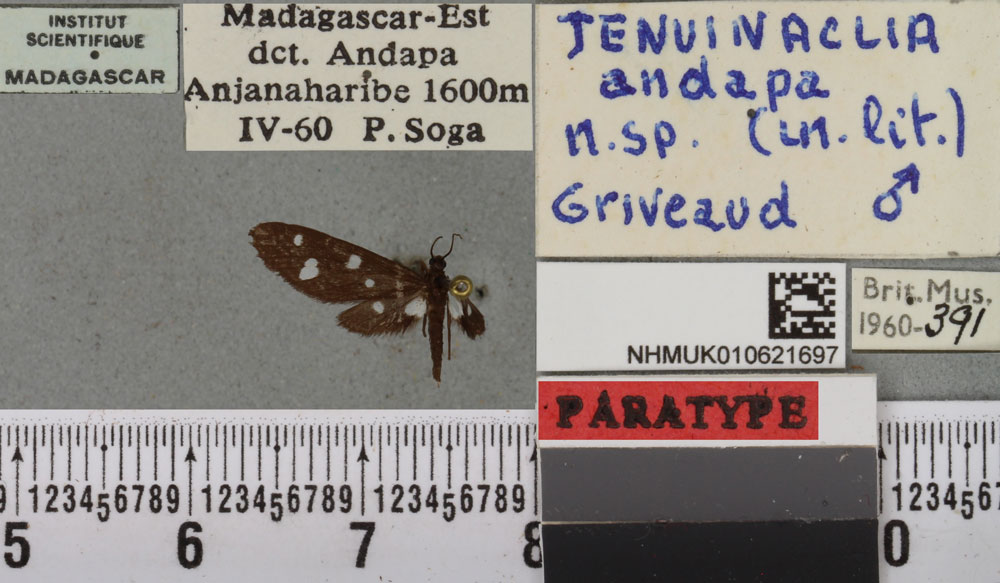 /filer/webapps/moths/media/images/A/andapa_Tenuinaclia_PTM_BMNH_02a.jpg