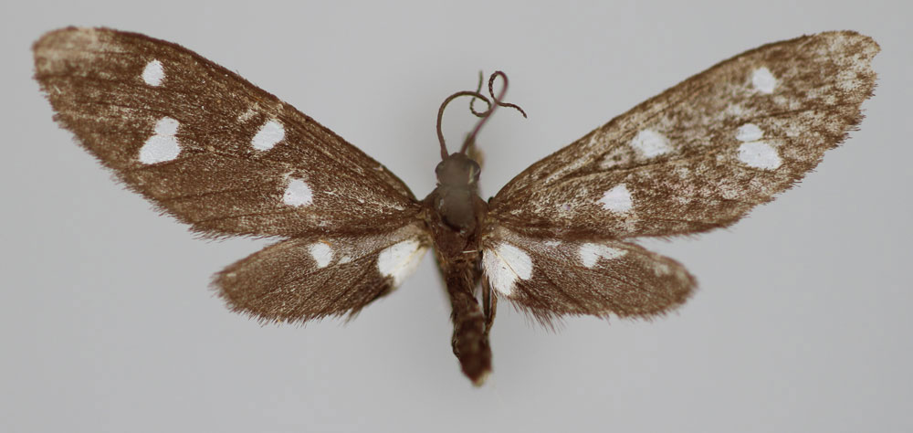 /filer/webapps/moths/media/images/A/andapa_Tenuinaclia_PT_BMNH.jpg