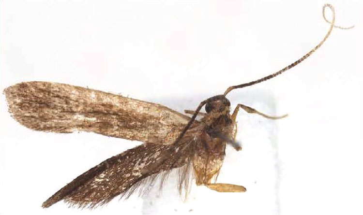 /filer/webapps/moths/media/images/A/andasibensis_Parkiana_HT_BMNH.jpg