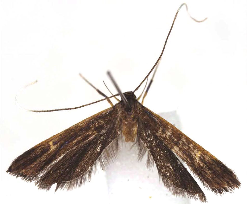 /filer/webapps/moths/media/images/A/andasibensis_Parkiana_PTF_BMNH.jpg