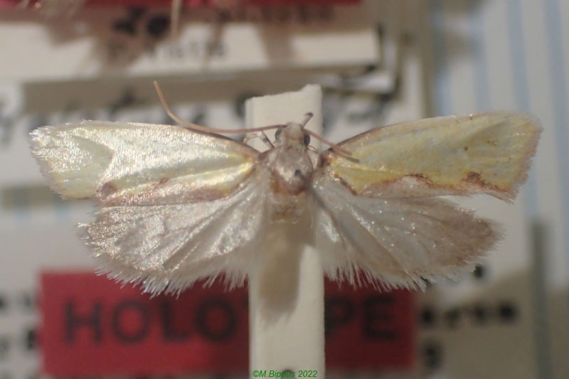 /filer/webapps/moths/media/images/A/anderesi_Orygocera_HT_MNHN.jpg