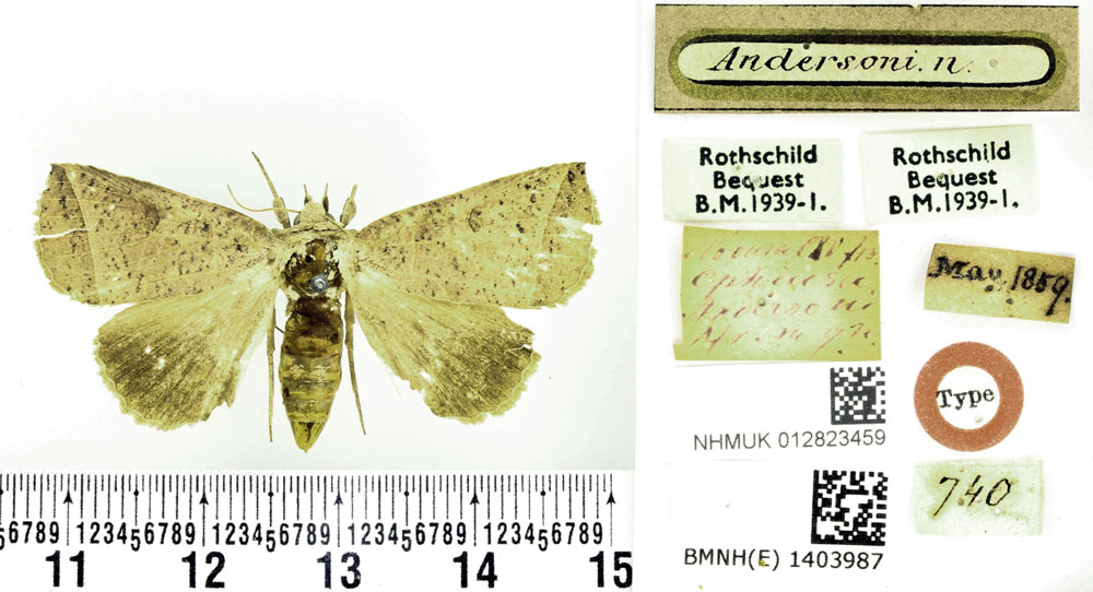 /filer/webapps/moths/media/images/A/andersoni_Ophiusa_HT_BMNH.jpg