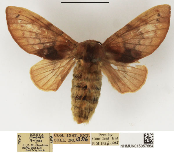 /filer/webapps/moths/media/images/A/andersoni_Pseudometa_AF_NHMUK.jpg