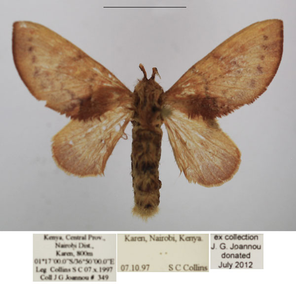 /filer/webapps/moths/media/images/A/andersoni_Pseudometa_AF_TMSA_01.jpg