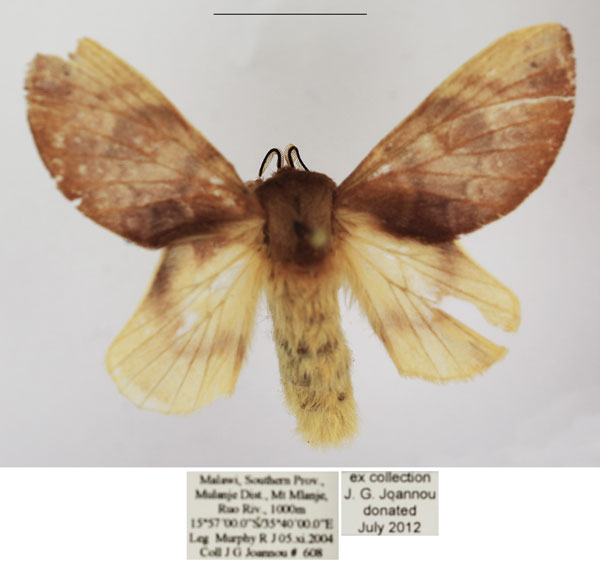 /filer/webapps/moths/media/images/A/andersoni_Pseudometa_AF_TMSA_02.jpg