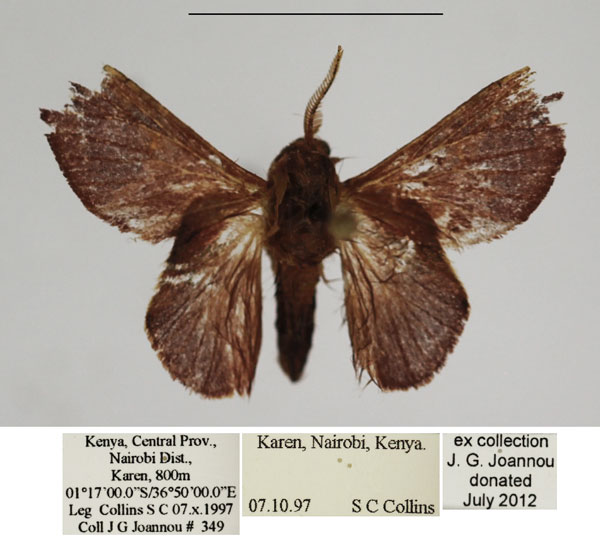 /filer/webapps/moths/media/images/A/andersoni_Pseudometa_AM_TMSA.jpg
