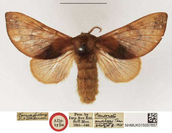 /filer/webapps/moths/media/images/A/andersoni_Pseudometa_AT_NHMUK.jpg
