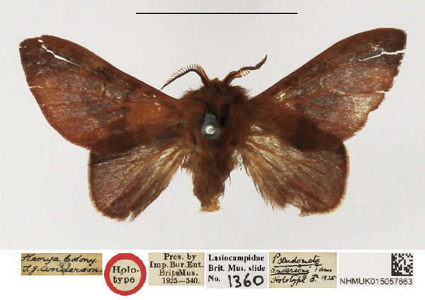 /filer/webapps/moths/media/images/A/andersoni_Pseudometa_HT_NHMUK.jpg
