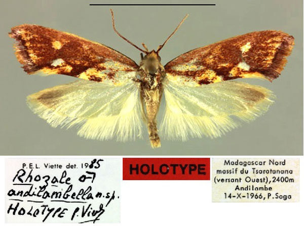 /filer/webapps/moths/media/images/A/andilambella_Rhozale_HT_MNHN.jpg