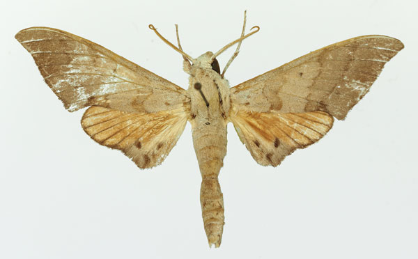 /filer/webapps/moths/media/images/A/andosa_Polyptychus_AM_Basquin.jpg