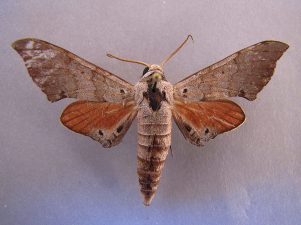 /filer/webapps/moths/media/images/A/andosa_Polyptychus_A_Baron_01.jpg