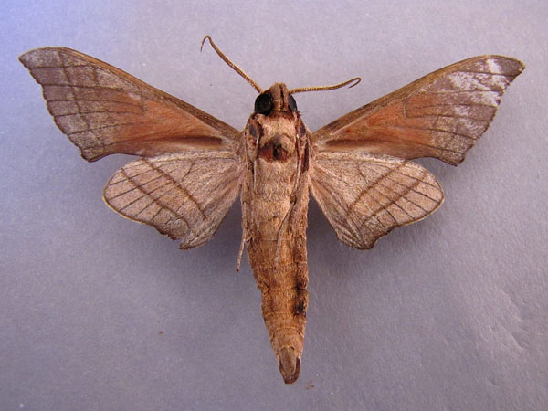 /filer/webapps/moths/media/images/A/andosa_Polyptychus_A_Baron_02.jpg