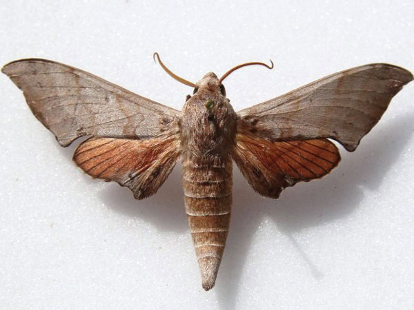 /filer/webapps/moths/media/images/A/andosa_Polyptychus_A_Goff.jpg