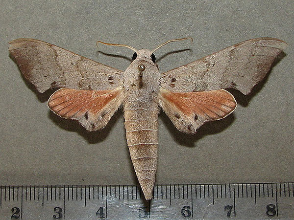 /filer/webapps/moths/media/images/A/andosa_Polyptychus_A_Goff_02.jpg