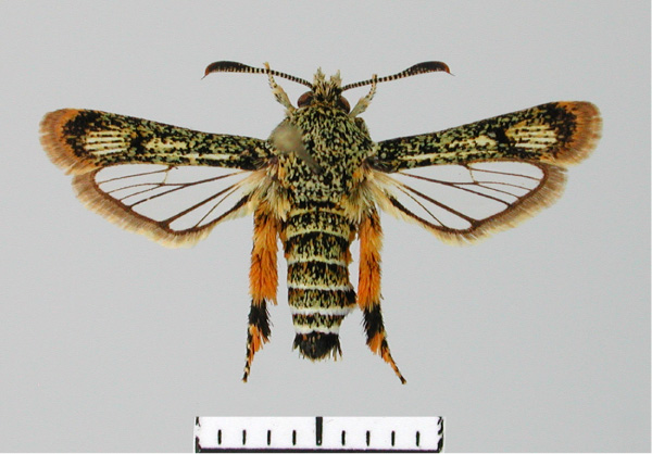 /filer/webapps/moths/media/images/A/andraenipennis_Pseudomelittia_AM_SMNS.jpg