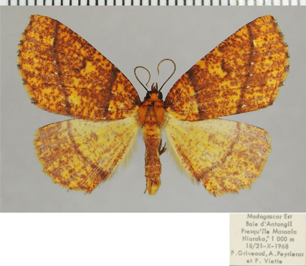 /filer/webapps/moths/media/images/A/andravahana_Nopia_AF_ZSMa.jpg