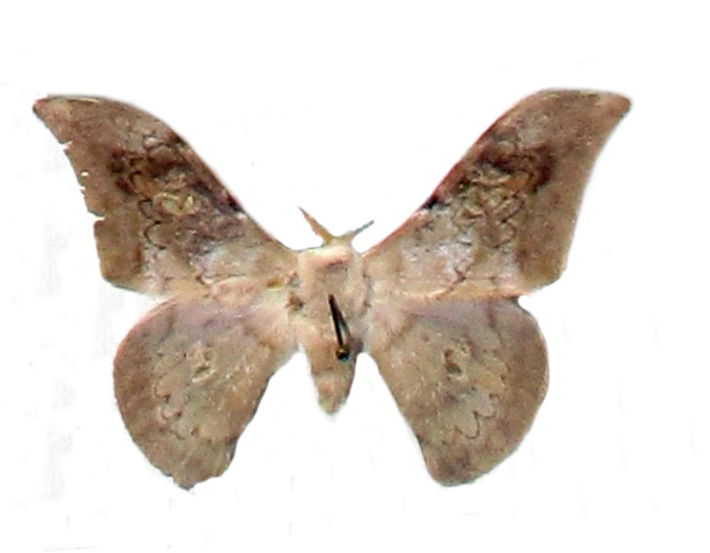 /filer/webapps/moths/media/images/A/andreasum_Orthogonioptilum_HT_MNHN.jpg